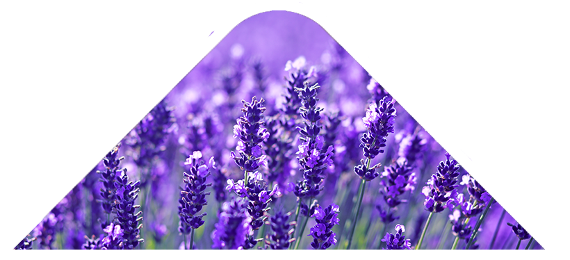 lavanda