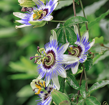 passion-flower